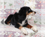 Small #9 Miniature Australian Shepherd
