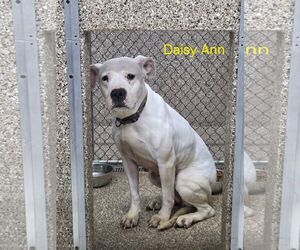 Argentinian Mastiff Dog for Adoption in Martinsburg, West Virginia USA