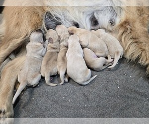Golden Retriever Puppy for sale in PRINCEVILLE, IL, USA