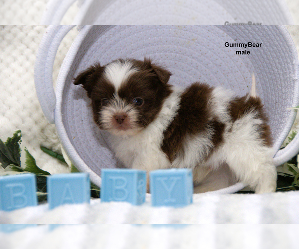 Medium Photo #4 Shiranian Puppy For Sale in CLARE, MI, USA