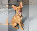 Small #2 Carolina Dog Mix