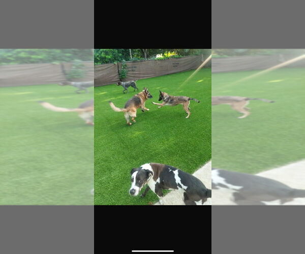 Medium Photo #3 Mutt Puppy For Sale in Imlay City, MI, USA