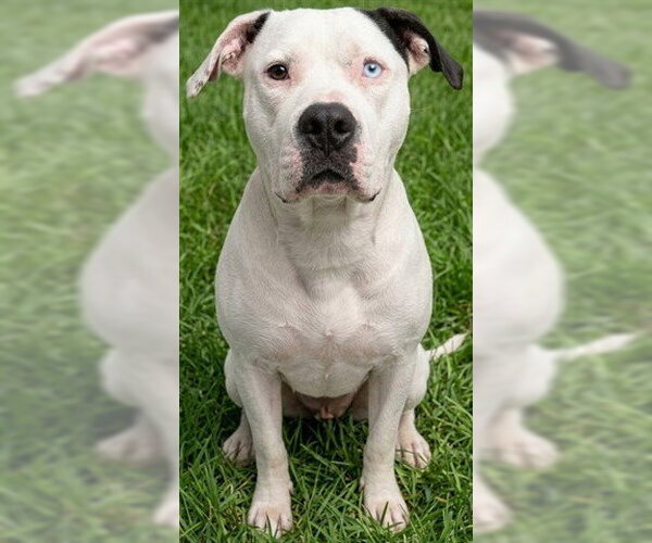 Medium Photo #1 American Bulldog-Unknown Mix Puppy For Sale in Akron, OH, USA