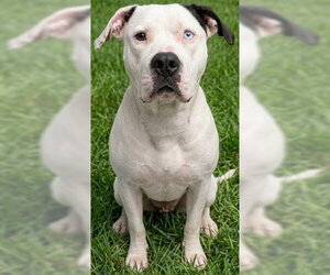 American Bulldog-Unknown Mix Dogs for adoption in Akron, OH, USA