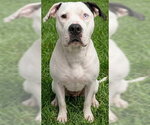 EVERLY - Female American Bulldog-Unknown Mix Dog for Adoption - Small photo