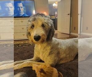 Aussiedoodle Puppy for sale in DOWELLTOWN, TN, USA