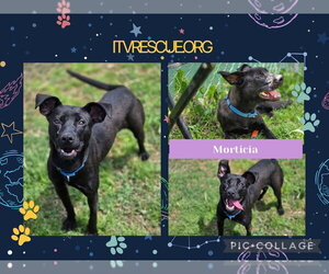 Morticia - Female Mutt Dog for Adoption - Photo #6