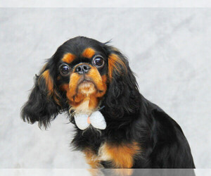 Medium English Toy Spaniel