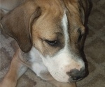 Small Photo #7 Great Dane-Labrador Retriever Mix Puppy For Sale in ESTACADA, OR, USA