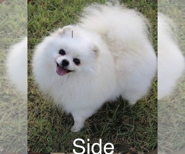 Medium Photo #2 Pomeranian Puppy For Sale in LOGANVILLE, GA, USA
