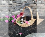 Small #2 Pembroke Welsh Corgi