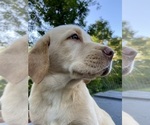 Puppy Leo Labrador Retriever