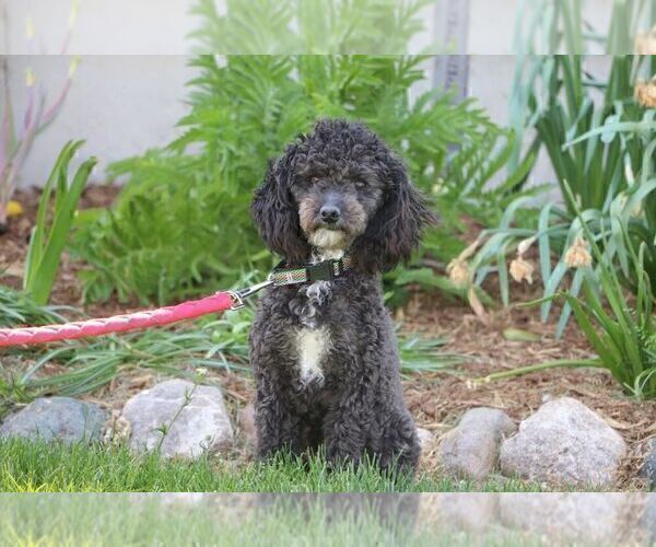 Medium Photo #1 Poodle (Toy) Puppy For Sale in MILFORD, IN, USA
