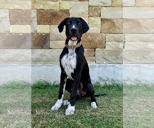 Great Dane-Unknown Mix Dogs for adoption in PIPE CREEK, TX, USA
