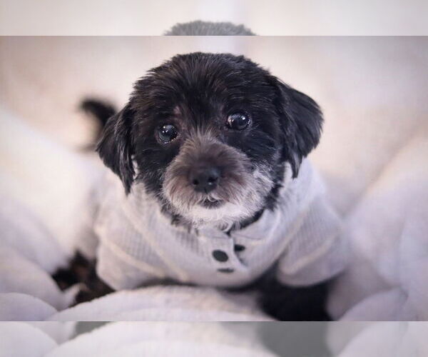 Medium Photo #3 Mutt Puppy For Sale in Philadelphia, PA, USA