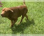 Small Labrador Retriever Mix
