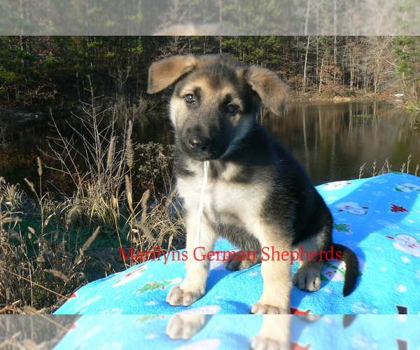 Medium Photo #4 German Shepherd Dog Puppy For Sale in PIEDMONT, MO, USA