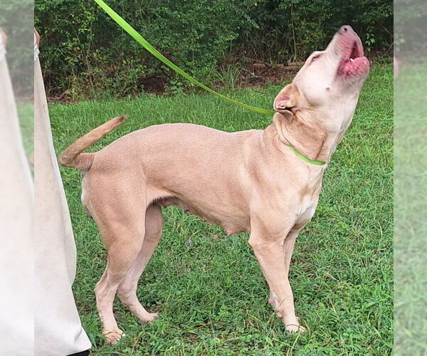 Medium Photo #3 American Pit Bull Terrier-Unknown Mix Puppy For Sale in Wetumpka, AL, USA