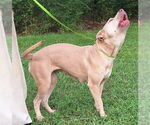 Small #2 American Pit Bull Terrier Mix