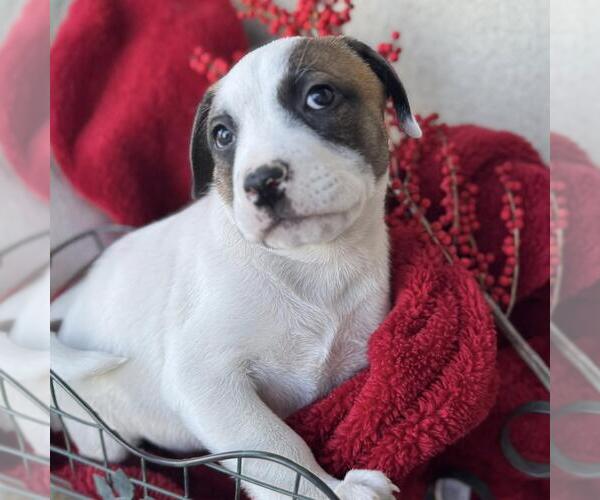 Medium Photo #2 Boxer-Unknown Mix Puppy For Sale in San Diego, CA, USA