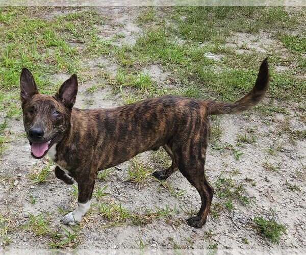 Medium Photo #2 Dutch Shepherd -Unknown Mix Puppy For Sale in Royal Palm Beach, FL, USA
