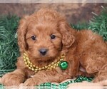 Small #1 Cavapoo