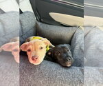 Small Photo #11 American Staffordshire Terrier-Unknown Mix Puppy For Sale in Holly Springs, NC, USA