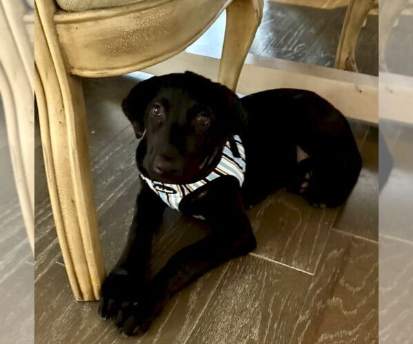 Medium Photo #4 Mutt Puppy For Sale in San Juan Capistrano, CA, USA