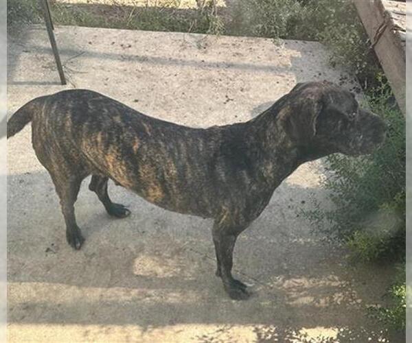 Medium Photo #3 American Staffordshire Terrier Puppy For Sale in San Antonio, TX, USA