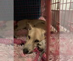 Small #3 American Pit Bull Terrier-Huskies  Mix