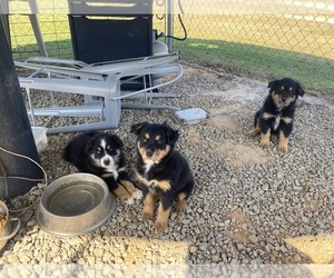 Australian Shepherd Puppy for sale in SAINT MATTHEWS, SC, USA