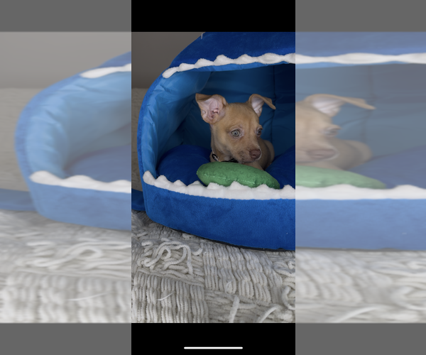 Medium Photo #3 Chihuahua Puppy For Sale in CHARLOTTE, NC, USA