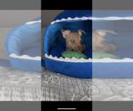 Small #2 Chihuahua