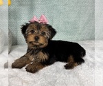 Small Photo #8 Yorkshire Terrier Puppy For Sale in FRANKLIN, IN, USA