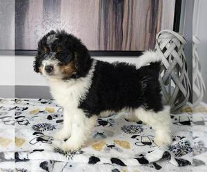 Miniature Bernedoodle Puppy for sale in FRANKLIN, IN, USA