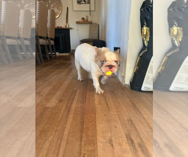 Medium Photo #2 French Bulldog-Unknown Mix Puppy For Sale in Fort Collins, CO, USA