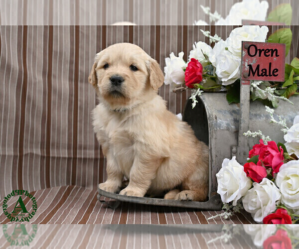 Medium Photo #2 English Cream Golden Retriever Puppy For Sale in HARRISONBURG, VA, USA