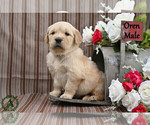 Small #1 English Cream Golden Retriever