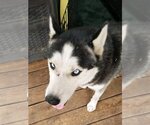 Small Photo #4 Siberian Husky Puppy For Sale in Severn, MD, USA