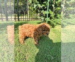 Small Photo #12 Poodle (Miniature) Puppy For Sale in INDIAN TRAIL, NC, USA