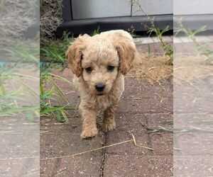 Cockapoo Puppy for sale in TULSA, OK, USA