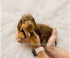 Dachshund Puppy for sale in WINNSBORO, LA, USA
