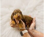 Small Dachshund