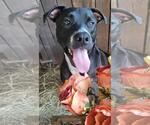 Small #9 Bull Terrier-Labrador Retriever Mix