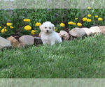 Small Photo #41 Bichon Frise Puppy For Sale in HUMBOLDT, IL, USA