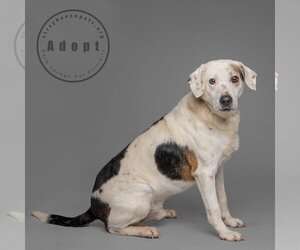 Treeing Walker Coonhound-Unknown Mix Dogs for adoption in Aurora, IN, USA