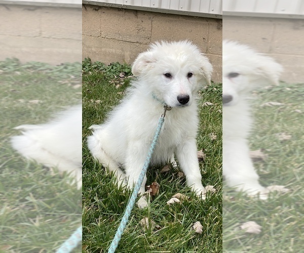Medium Photo #5 Great Pyrenees Puppy For Sale in CANOGA, NY, USA