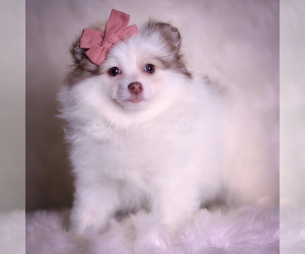Medium Photo #5 Pomeranian Puppy For Sale in WARSAW, IN, USA
