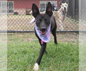 Mutt Dogs for adoption in San Antonio, TX, USA