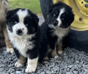 Miniature Australian Shepherd Litter for sale in SNEEDVILLE, TN, USA
